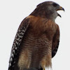 Red-shouldered Hawk