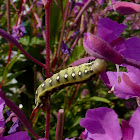 Fireweed Hornworm