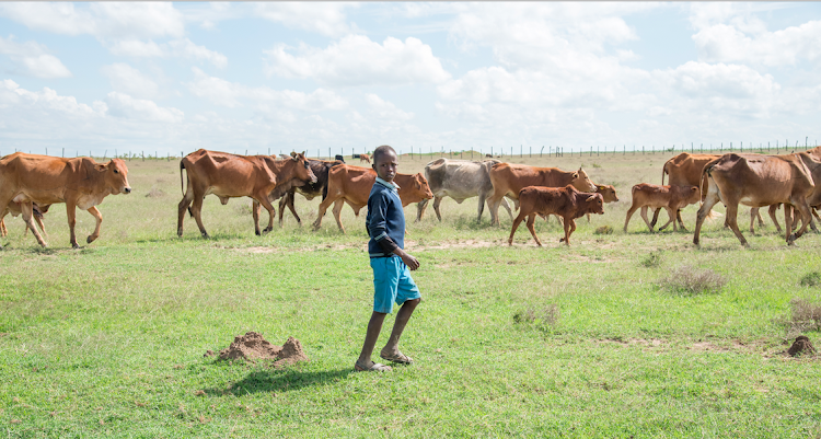 Peter Kilerai with his father's cattle in Narok. His dream to become a computer scientist is linked to healthy livestock, which is threatened by a deadly cattle disease that could send his family into economic despair. The illness is known as Oltikana, or East Coast Fever, in the local Maa language.