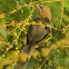 Large Grey Babbler