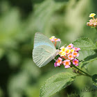 Mottled Emigrant