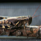 Spur-Throat Grasshopper