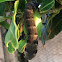 Elephant Hawk-moth  caterpillar