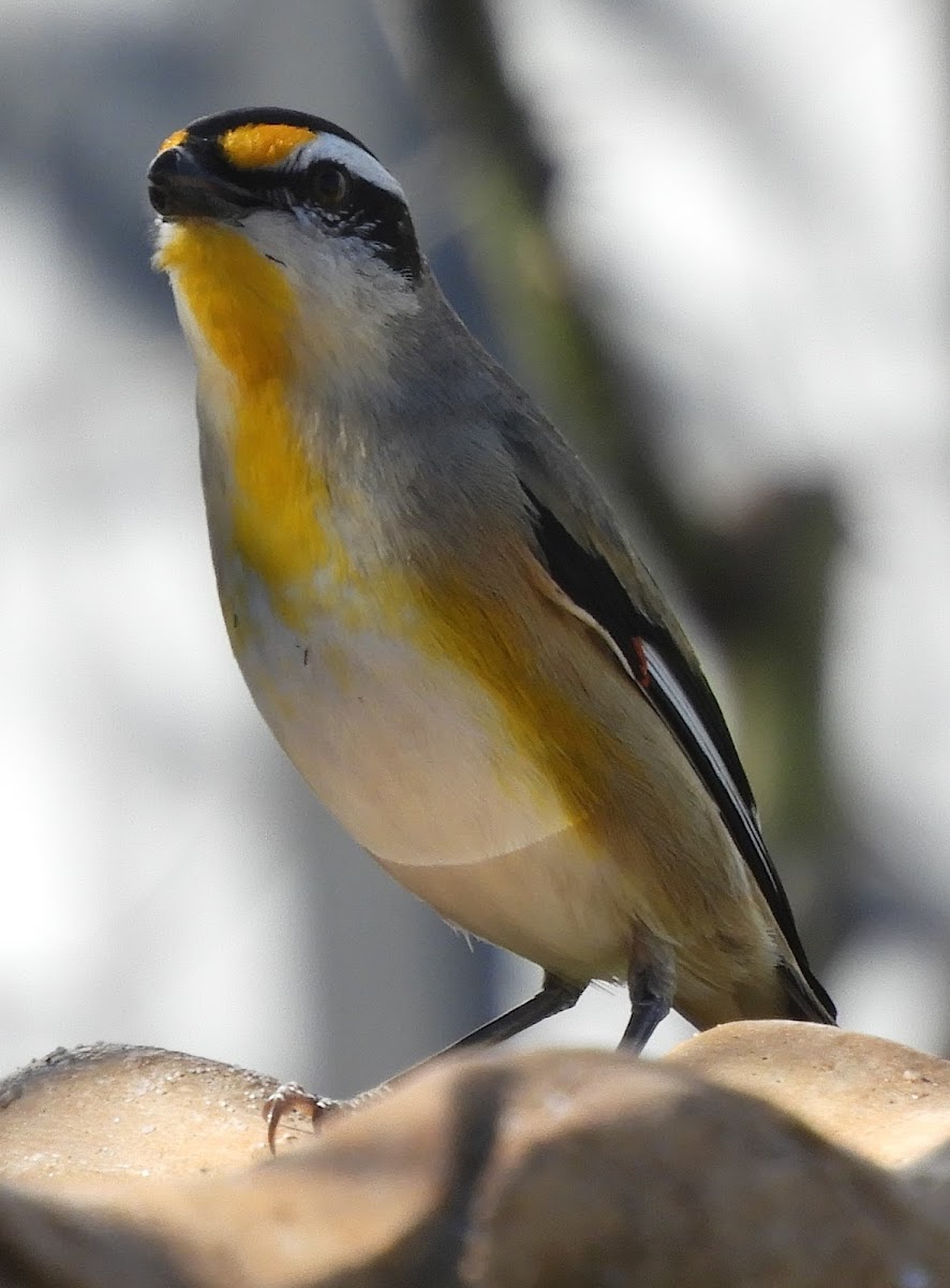 Striated Pardalote