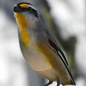 Striated Pardalote