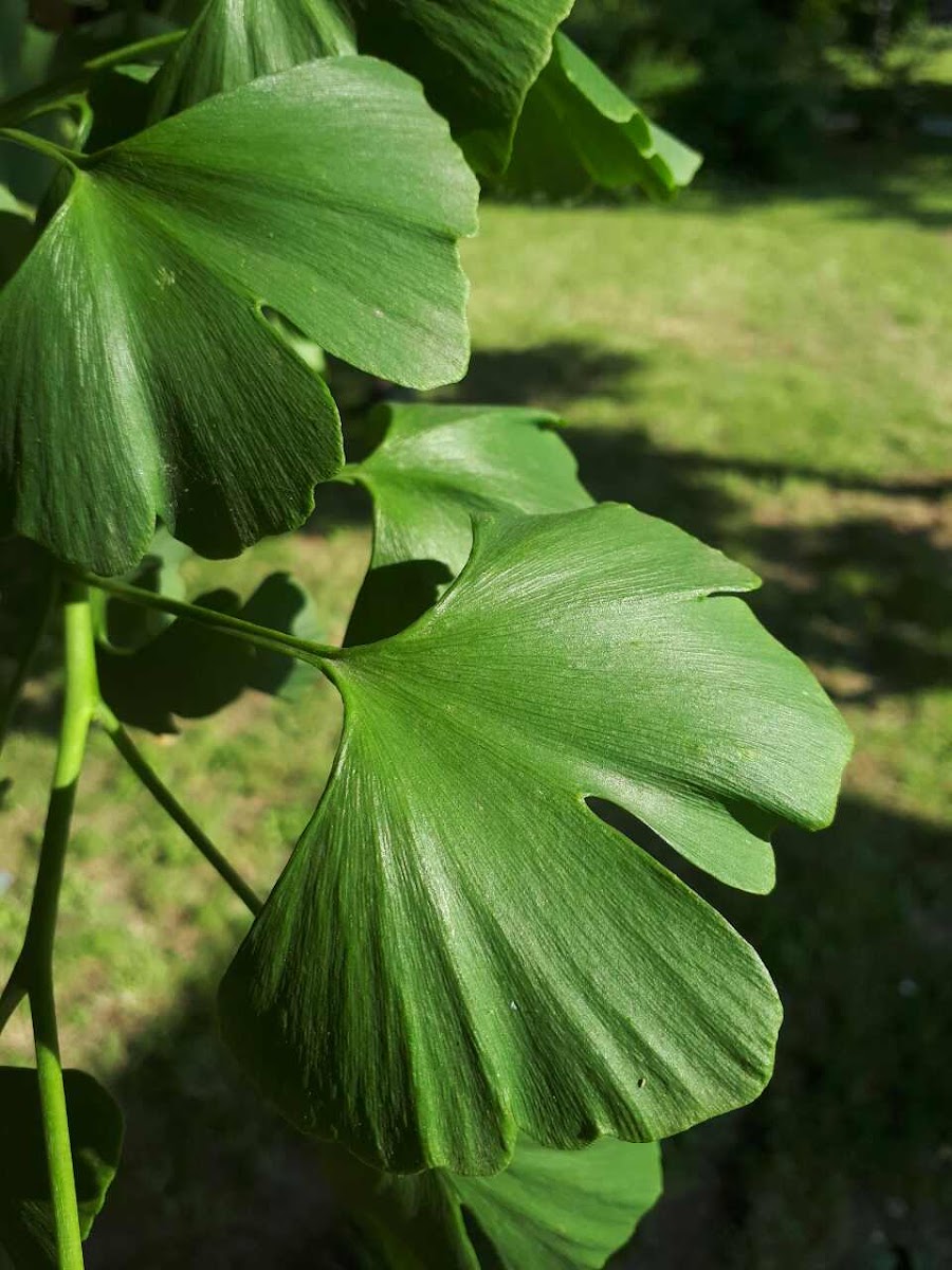 Ginko