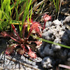 Red Sundews