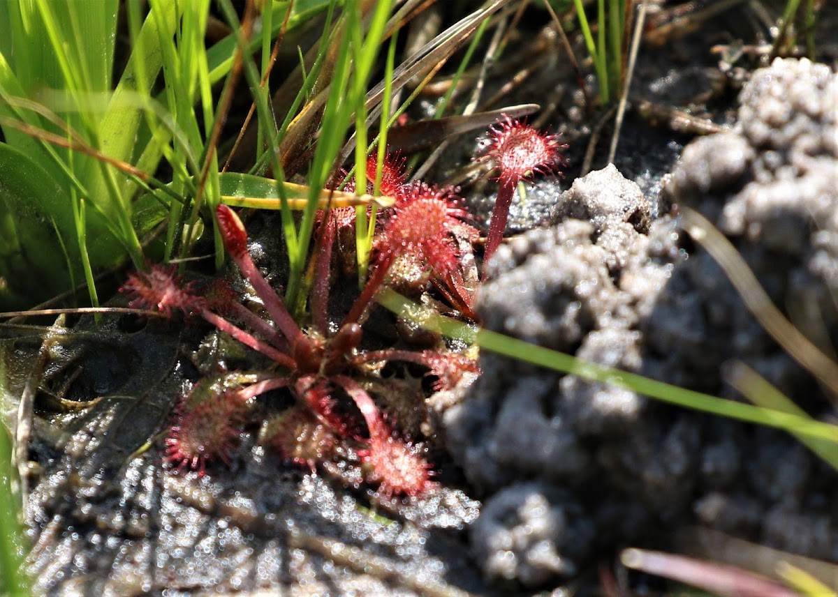 Red Sundews