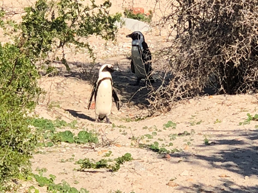 Penguins Cape Town South Africa 2018