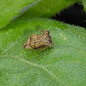 Keeled Tree Hopper