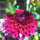 Dahlia