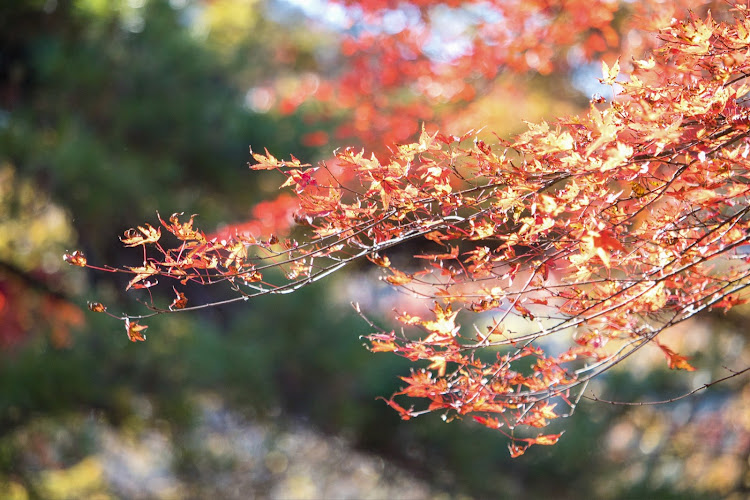 GSの榛名の紅葉🍁と落ち葉🍂・憧れる投稿はミニカーとコラボ撮影📸・同型同色ミニカーが欲しい🫣・いつの間に聖地巡礼ツアー😆・埋もれる投稿🥹に関するカスタム事例の投稿画像10枚目