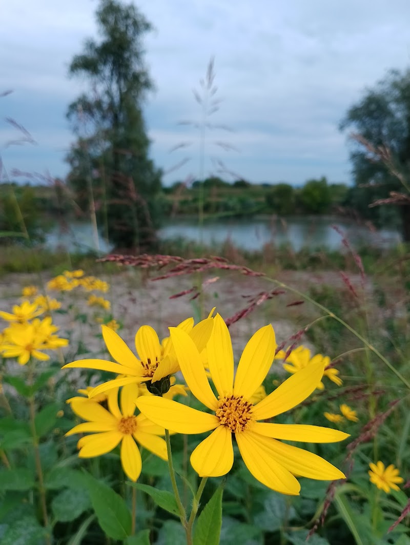 Fiori gialli di Zarete