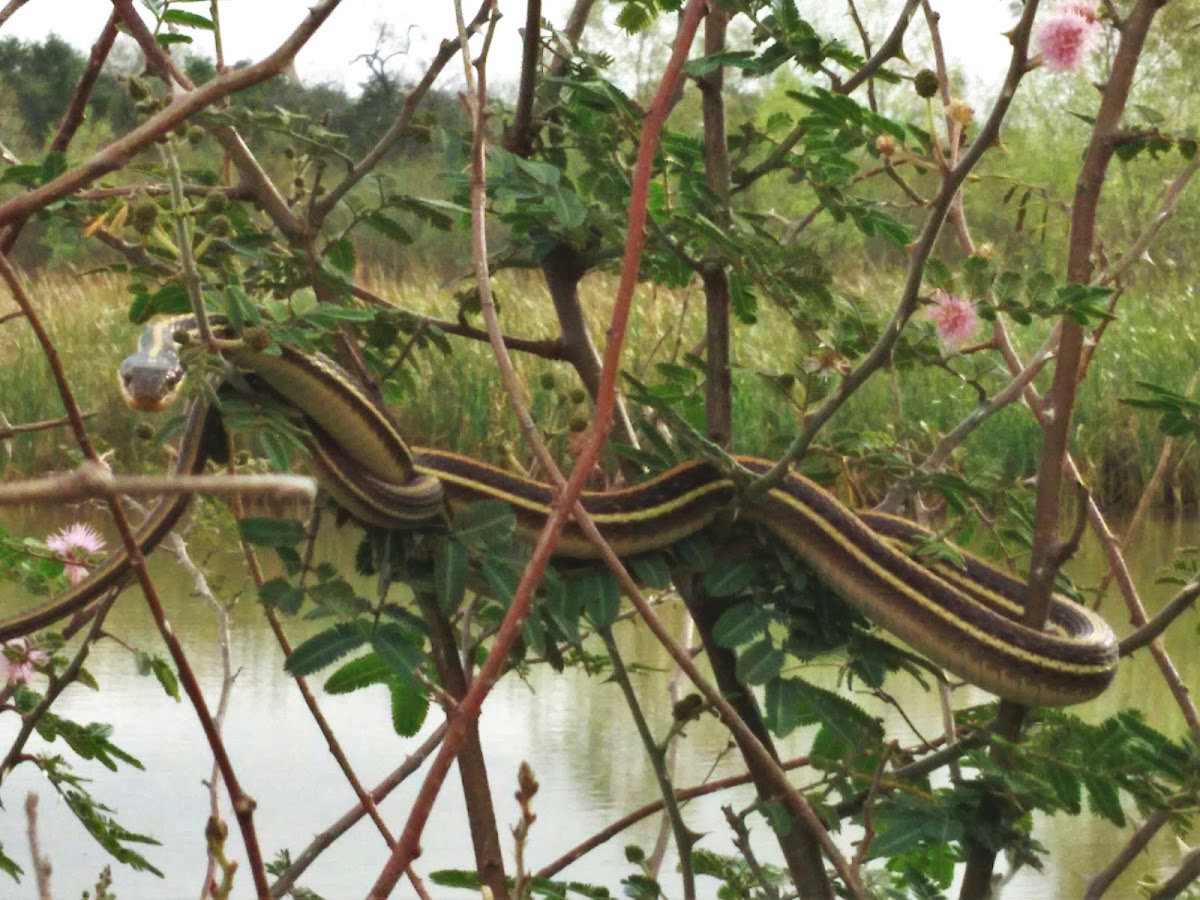 Texas garter snake