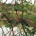 Texas garter snake