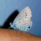 Reakirt's blue butterfly