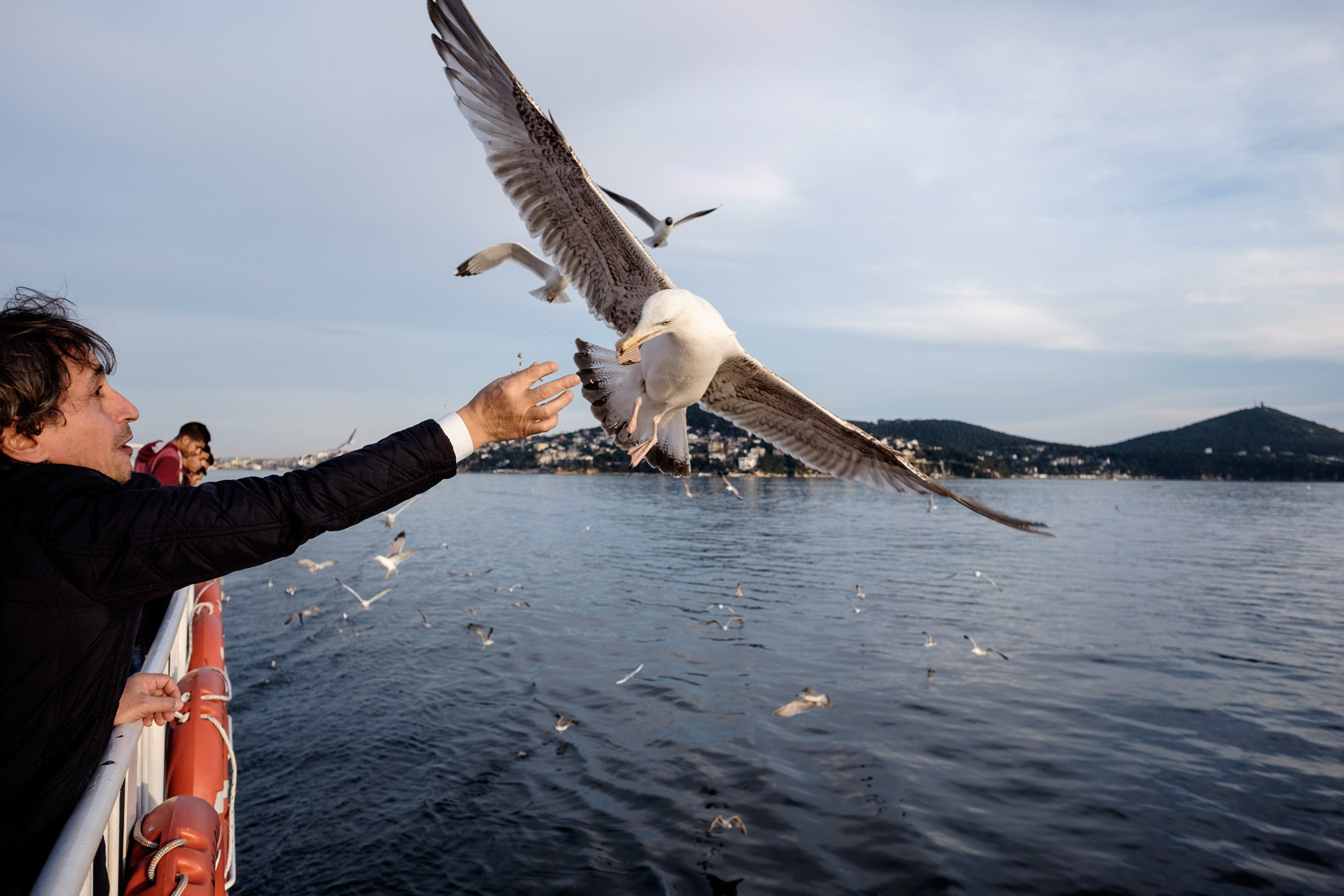 Bosphorus Seagull (with wafer cookie), Istanbul, Turkey