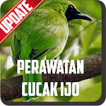 Perawatan Burung Cucak Ijo Apk