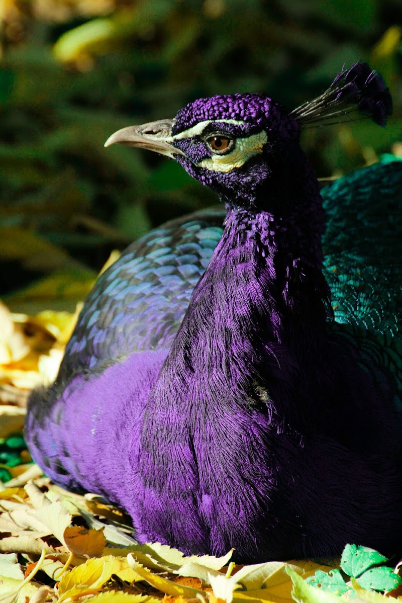 Sono bello....così! di Ibia