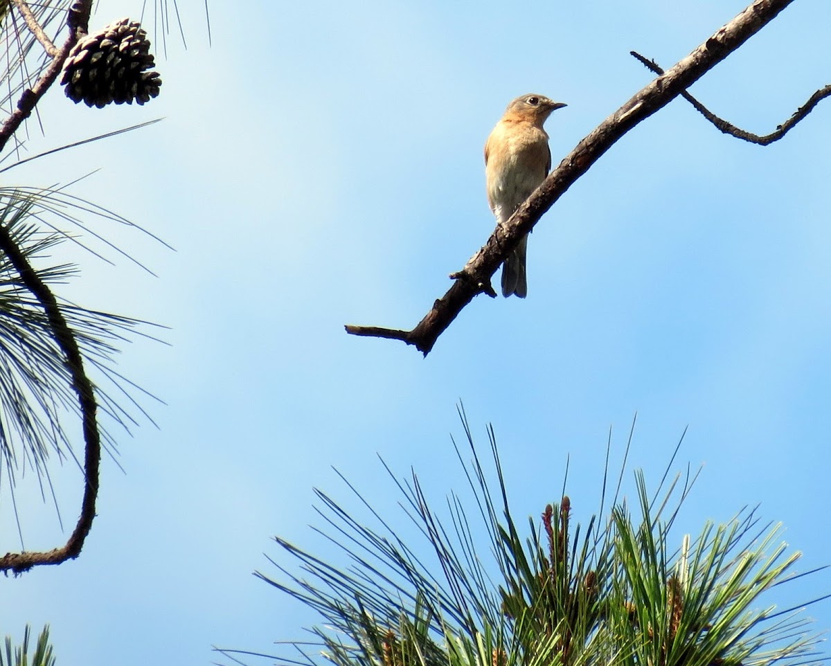 Eastern Bluebird