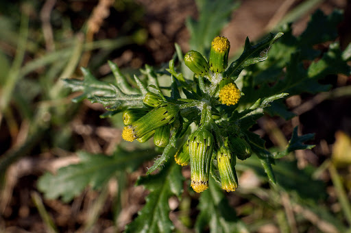 Senecio vulgaris