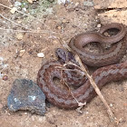 Brown snake or Dekaye's brown snake