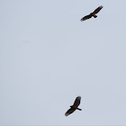 Red-tailed Hawk