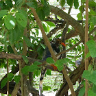 Red-billed blue magpie