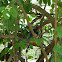 Red-billed blue magpie