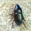 Common Black Ground Beetle