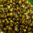 Orb-weaver spider babys