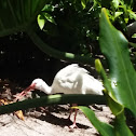 American White Ibis