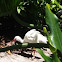 American White Ibis