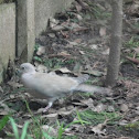 Eurasian collared dove