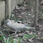 Eurasian collared dove