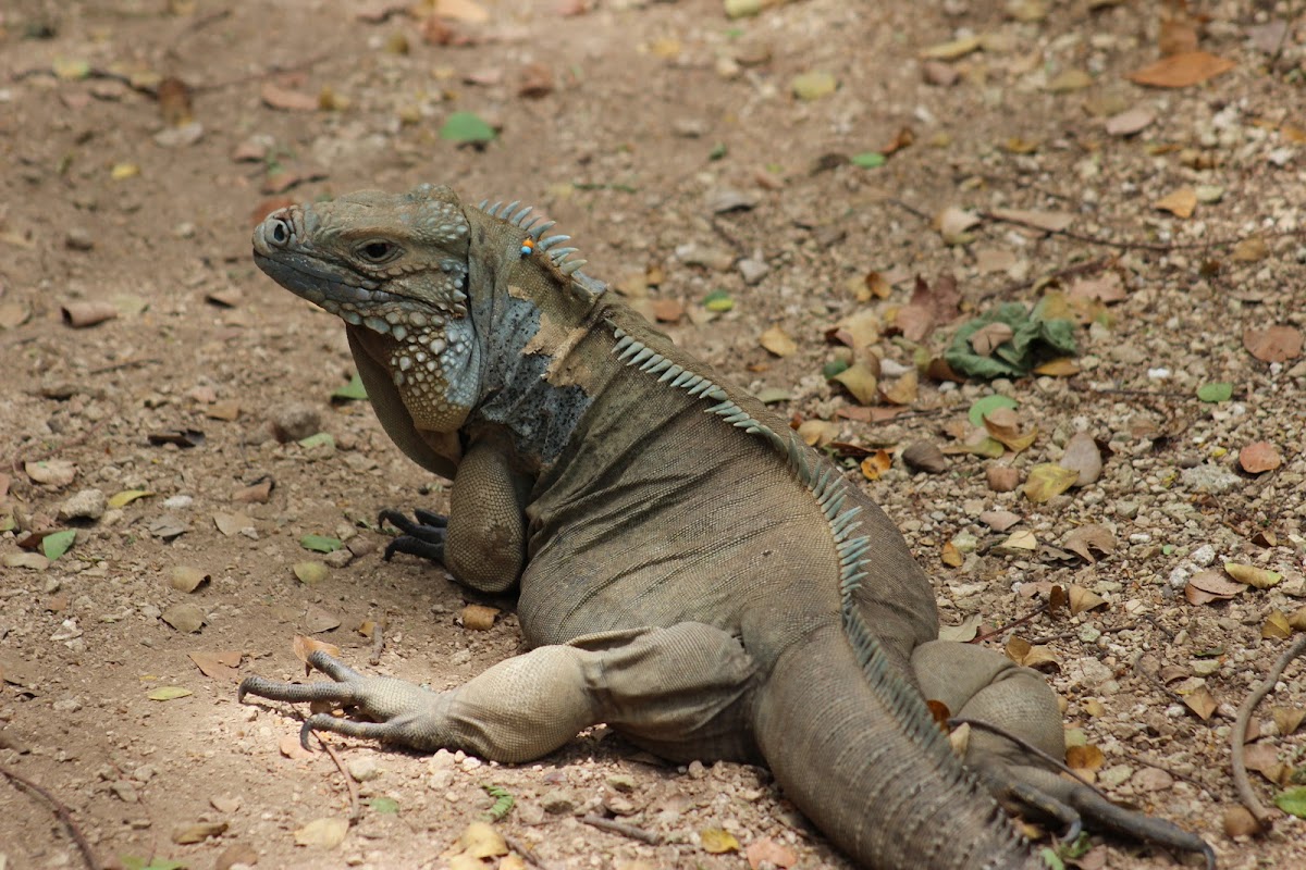 Blue Iguana