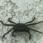 Mangrove Tree Crab