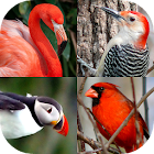 Oiseaux célèbres du monde Quiz 1.1