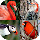 Bird World - Famous Birds Quiz