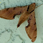 Streaked Sphinx Moth