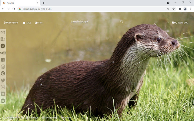 Otter Wallpaper