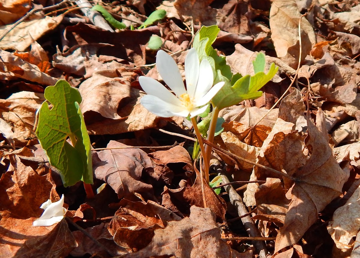 Bloodroot (Wildflower)