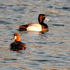 Greater Scaup