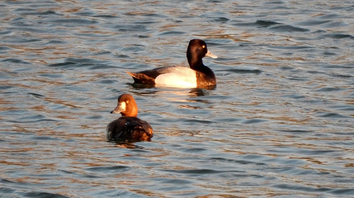 Greater Scaup