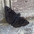 Common Sootywing