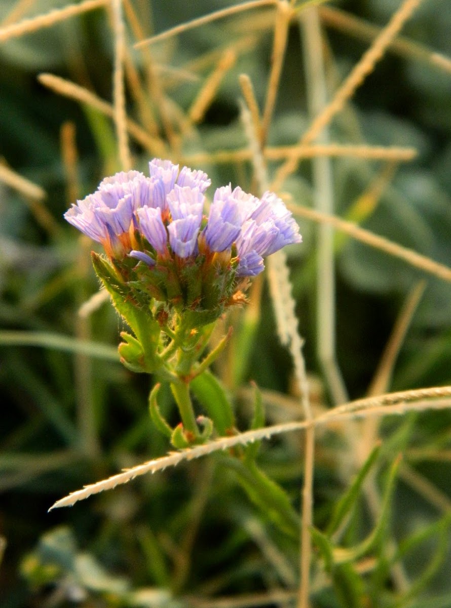 Wavyleaf sea lavender (Λειμώνιο το Κολπωτό)