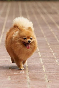 Pomeranian Wallpaper(圖6)-速報App