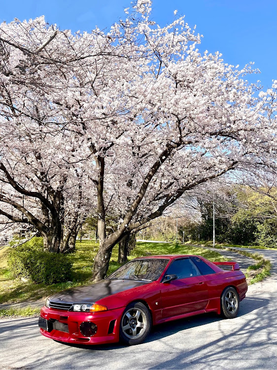 スカイライン GT-Rの桜・桜とコラボ・サクラと愛車・ドライブに関するカスタム事例の投稿画像3枚目