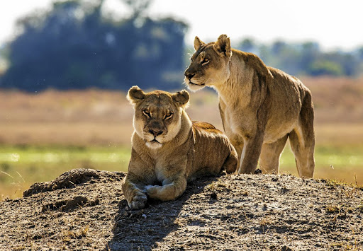 Two lions were reportedly seen in the Nembe area in the uMlalazi municipality in northern KZN. Stock photo.