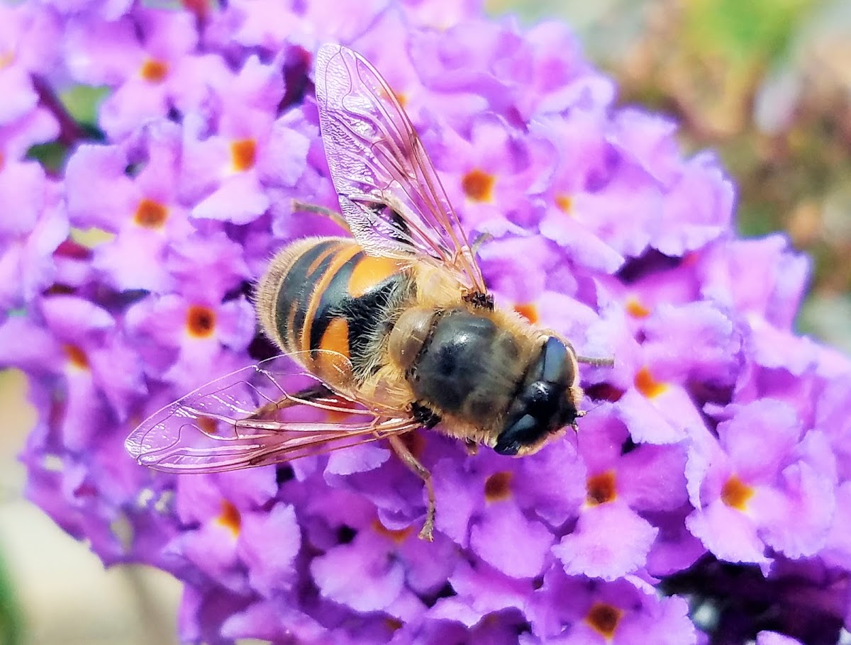 Drone fly (male)